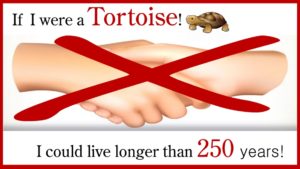 Tortoise's hands!